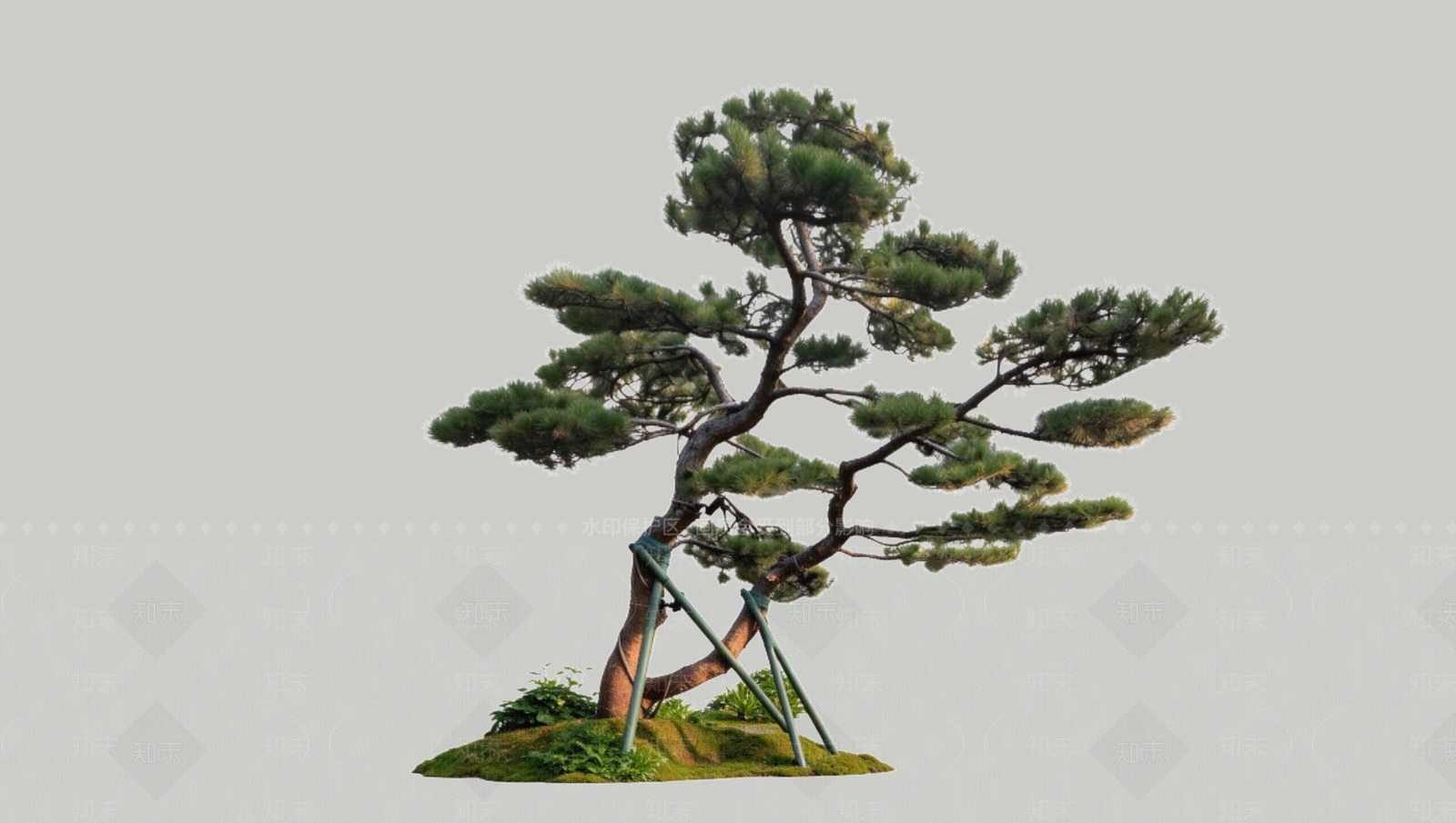 禅意乔木SU模型下载【ID:1234346261】