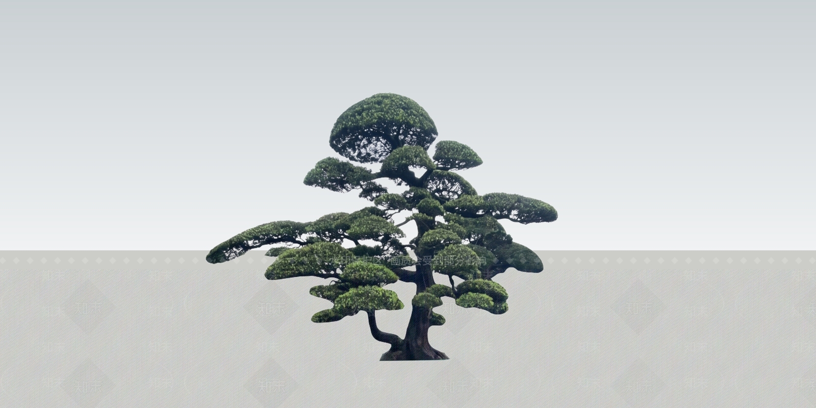 禅意乔木SU模型下载【ID:1234371446】