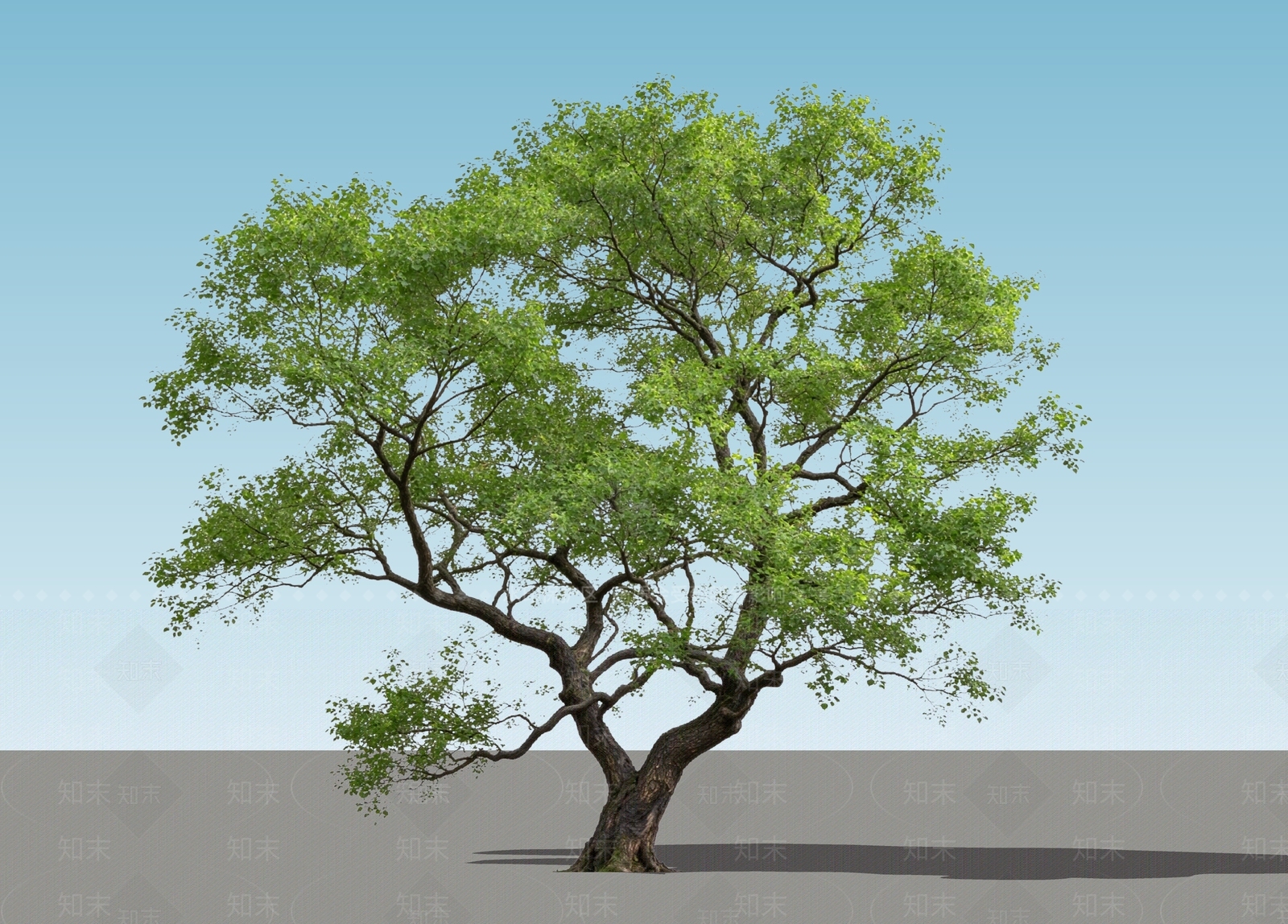 乔木SU模型下载【ID:1234381543】