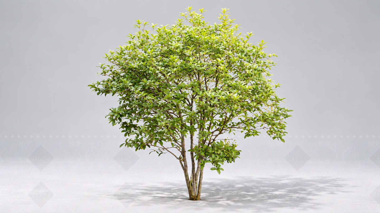 极简乔木SU模型下载【ID:1234382006】