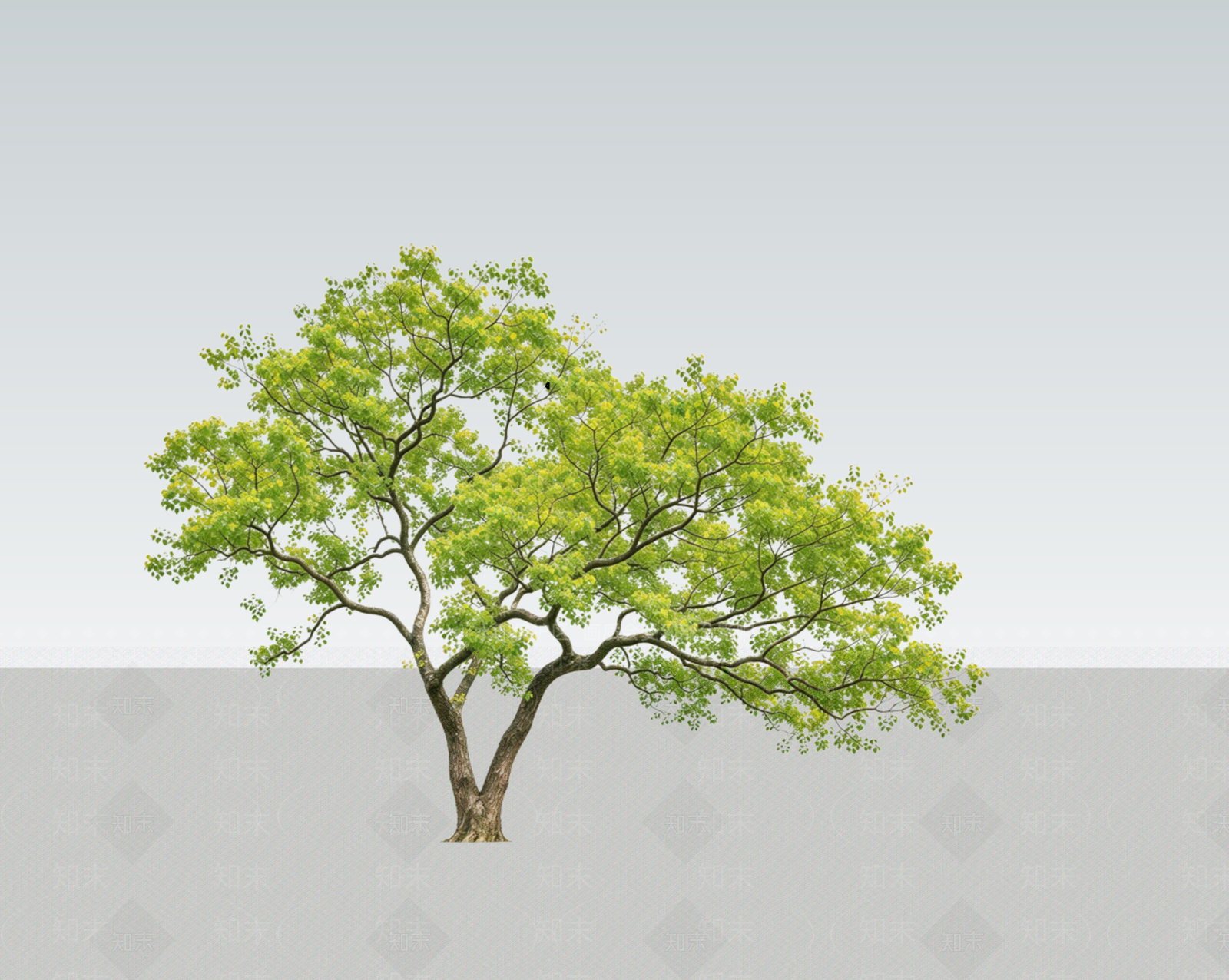 极简乔木SU模型下载【ID:1234396158】