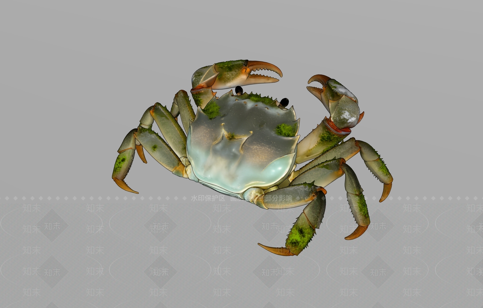 水生动物SU模型下载【ID:1234548258】