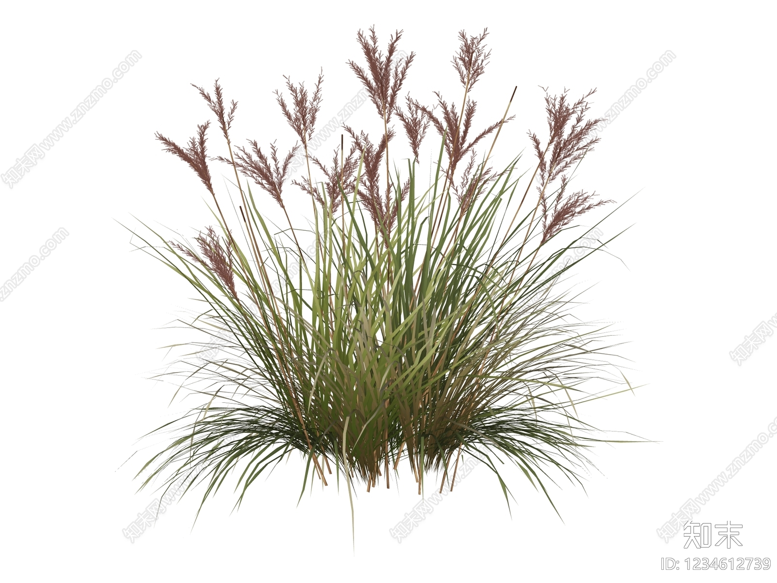 草本植物SU模型下载【ID:1234612739】