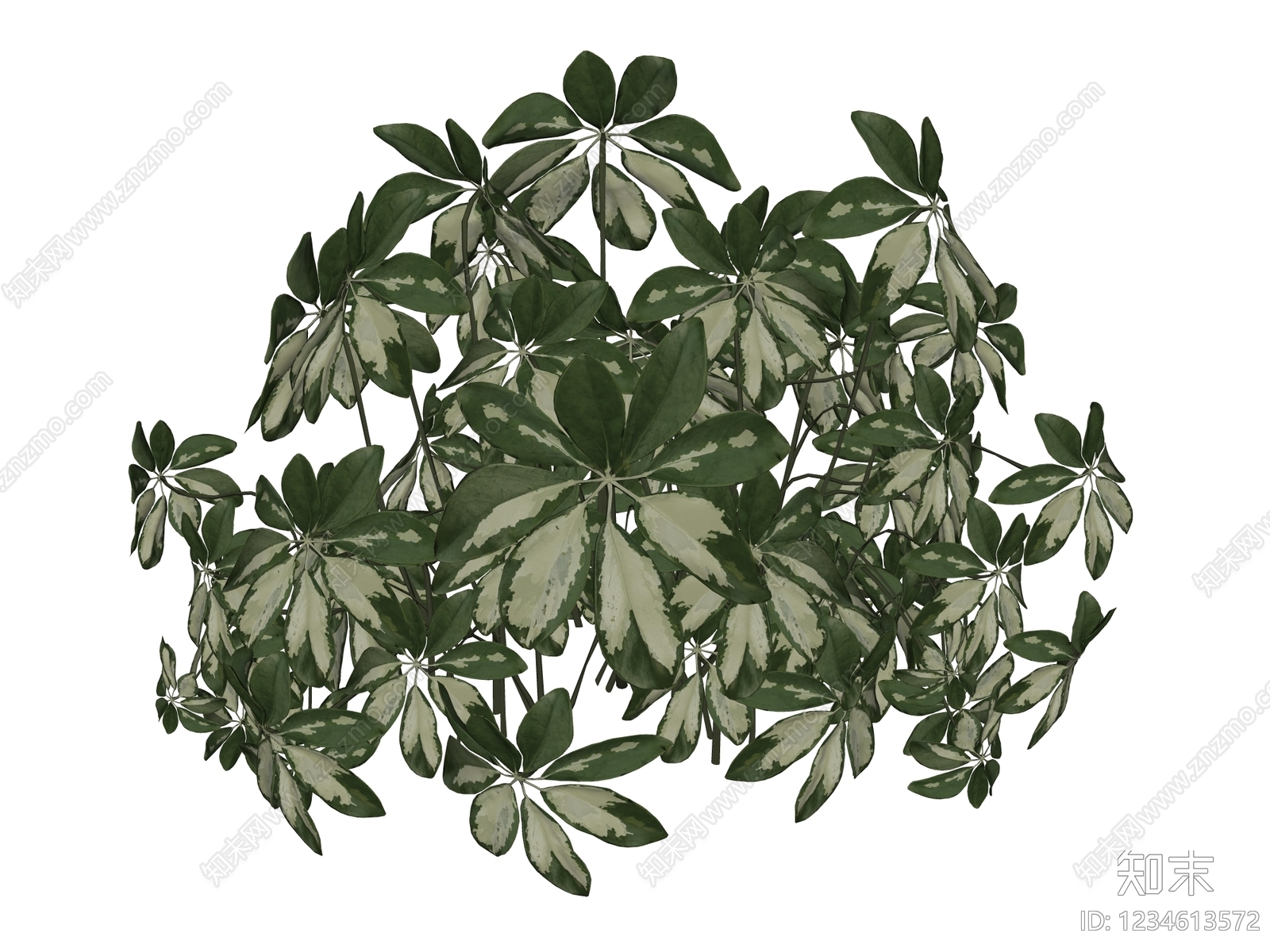 灌木SU模型下载【ID:1234613572】