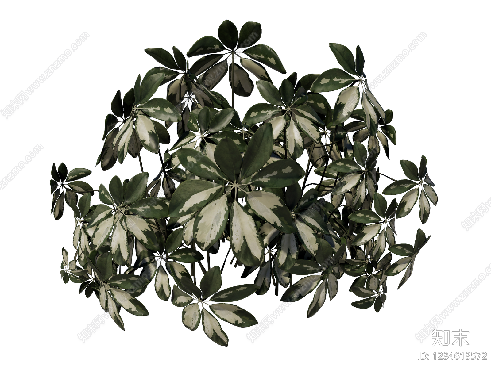 灌木SU模型下载【ID:1234613572】