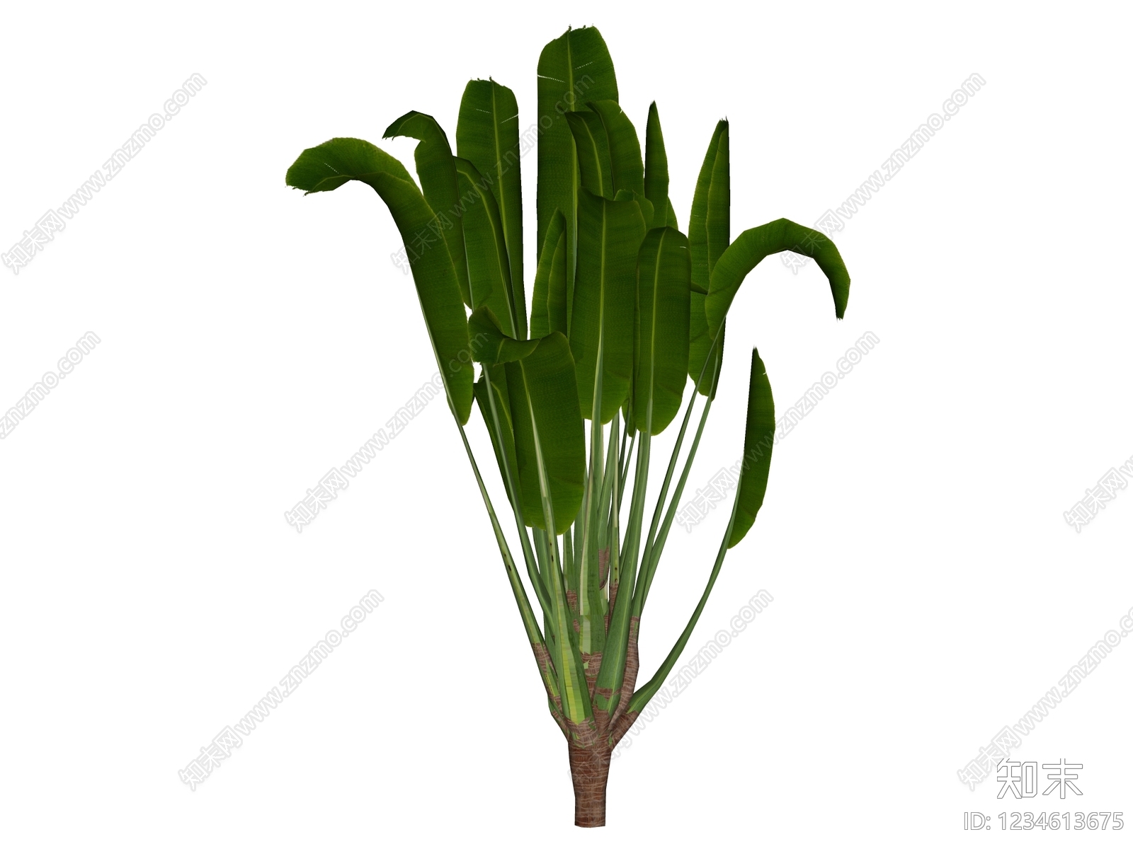 草本植物SU模型下载【ID:1234613675】