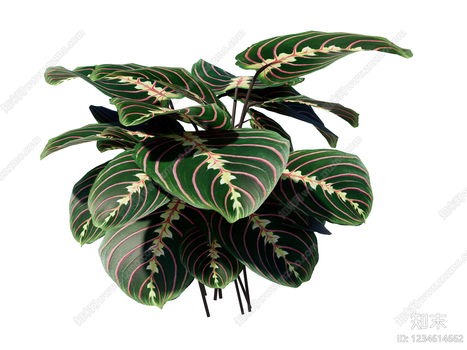 草本植物SU模型草图