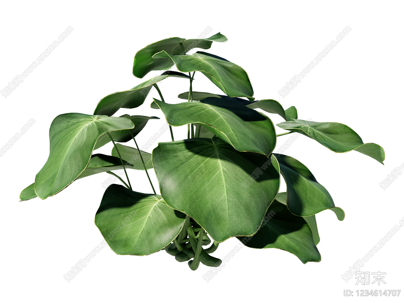 草本植物SU模型草图