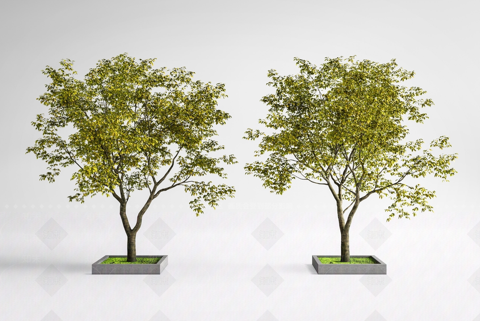 极简景观树3D模型渲染效果图