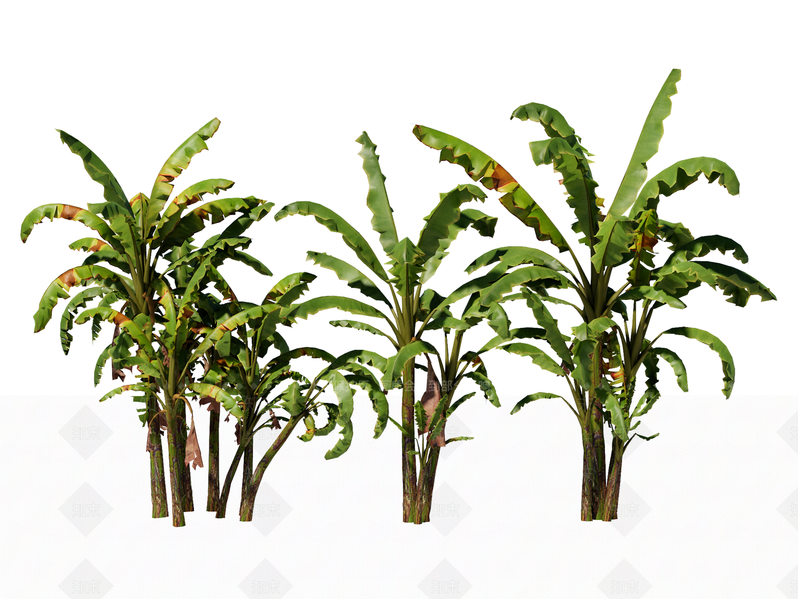 草本植物SU模型草图