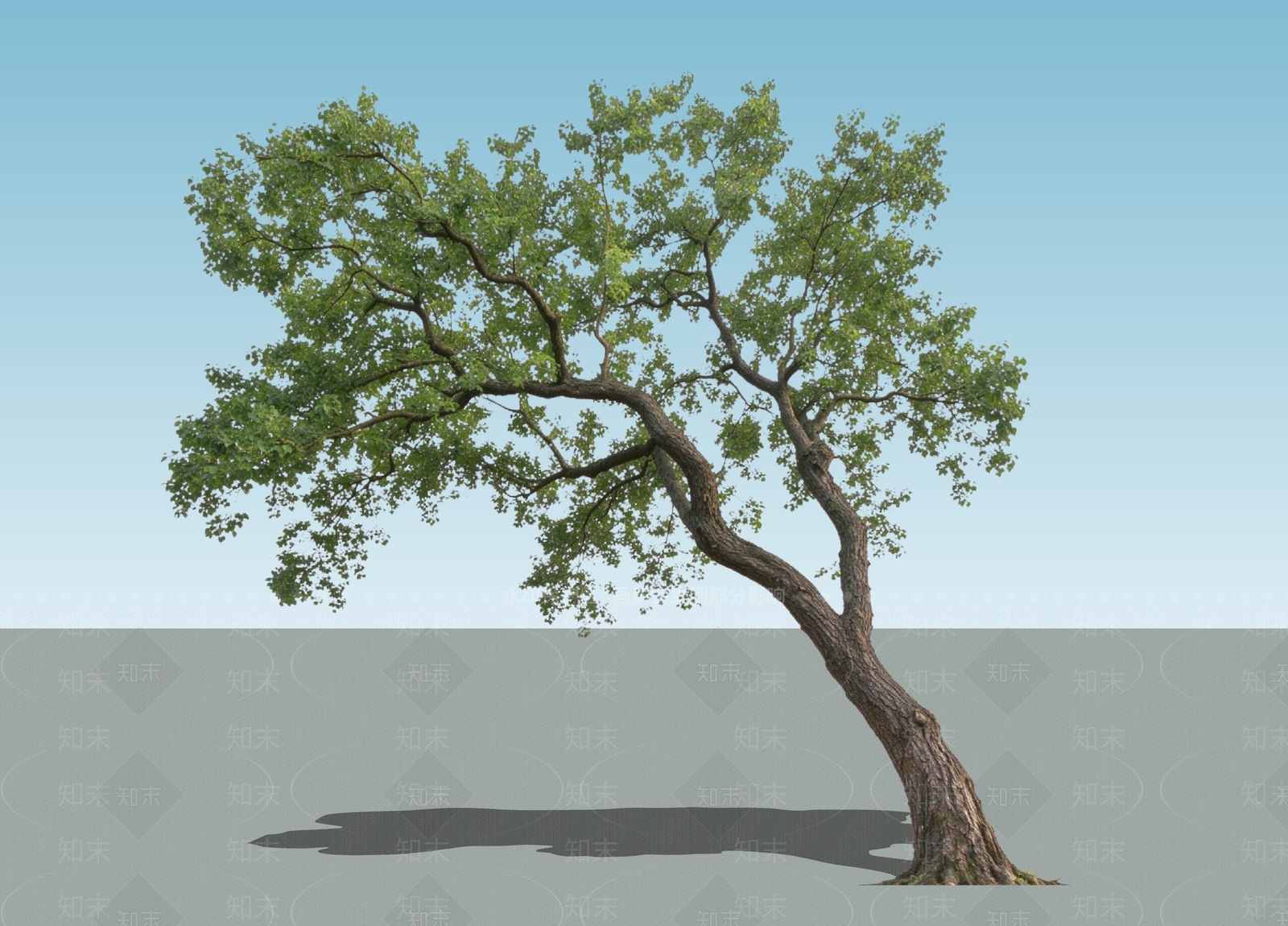 乔木SU模型下载【ID:1234638619】