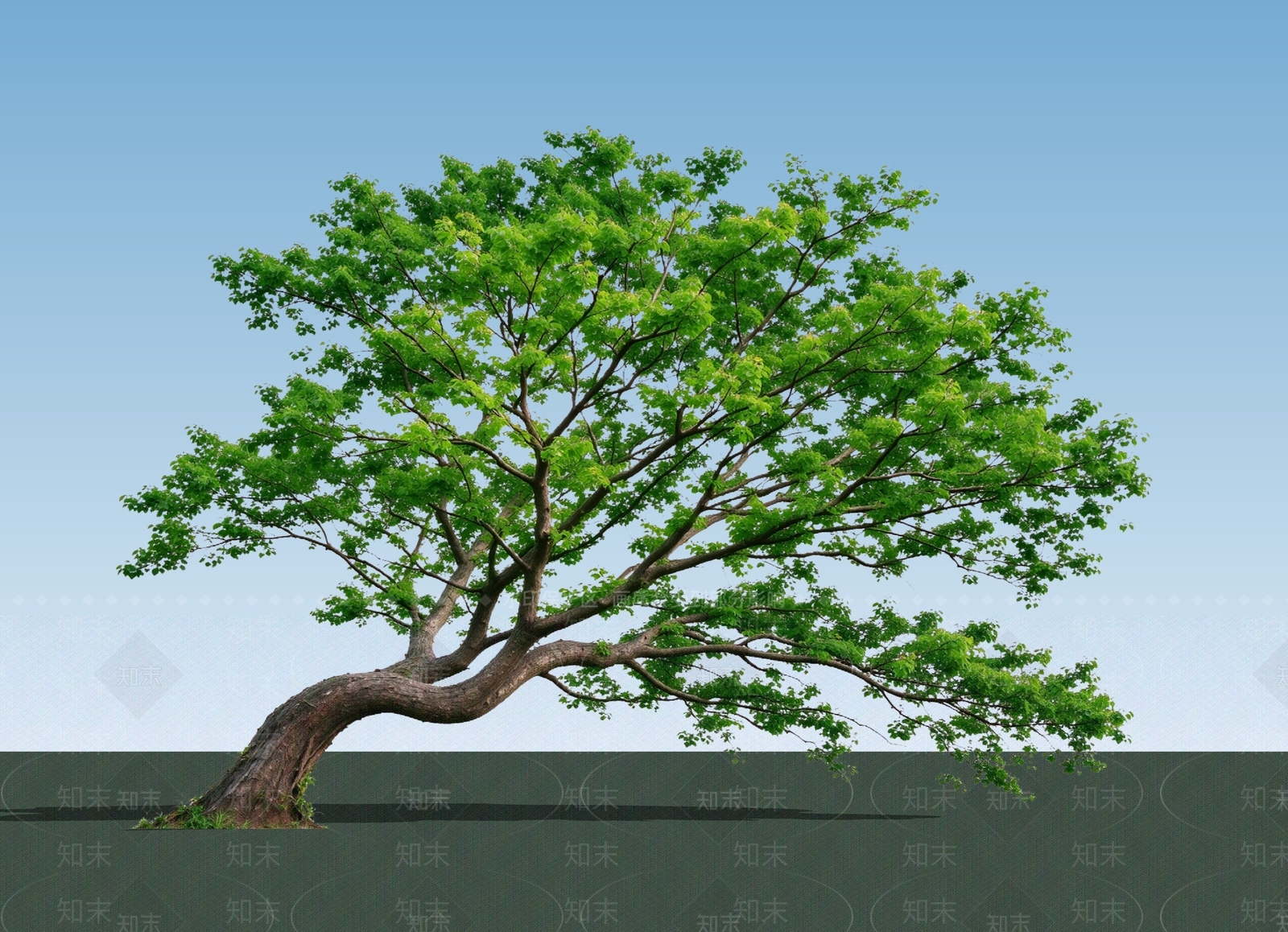 禅意乔木SU模型下载【ID:1234745615】