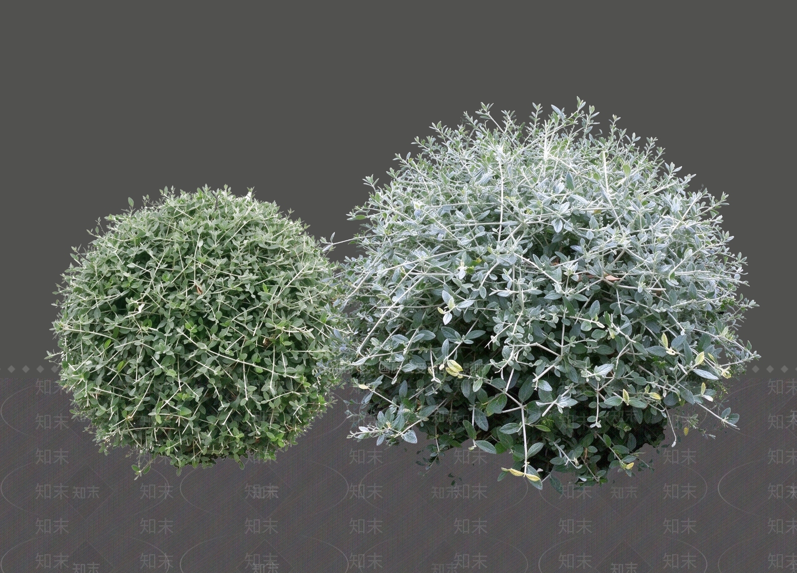 灌木SU模型下载【ID:1234876415】