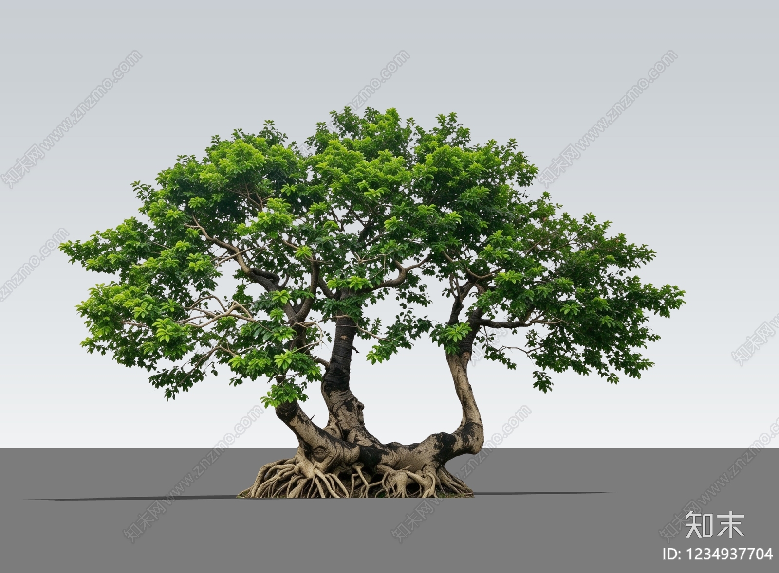 禅意乔木SU模型下载【ID:1234937704】