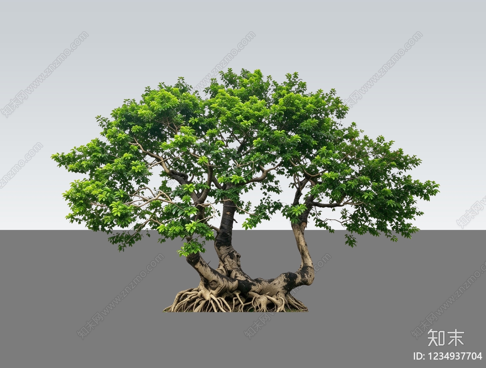 禅意乔木SU模型下载【ID:1234937704】