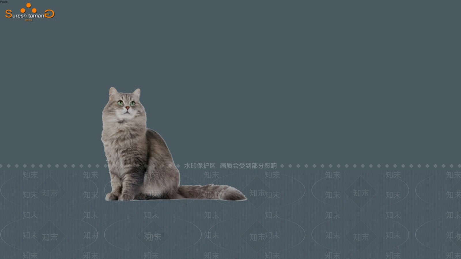 动物,猫SU模型下载【ID:1162358582】