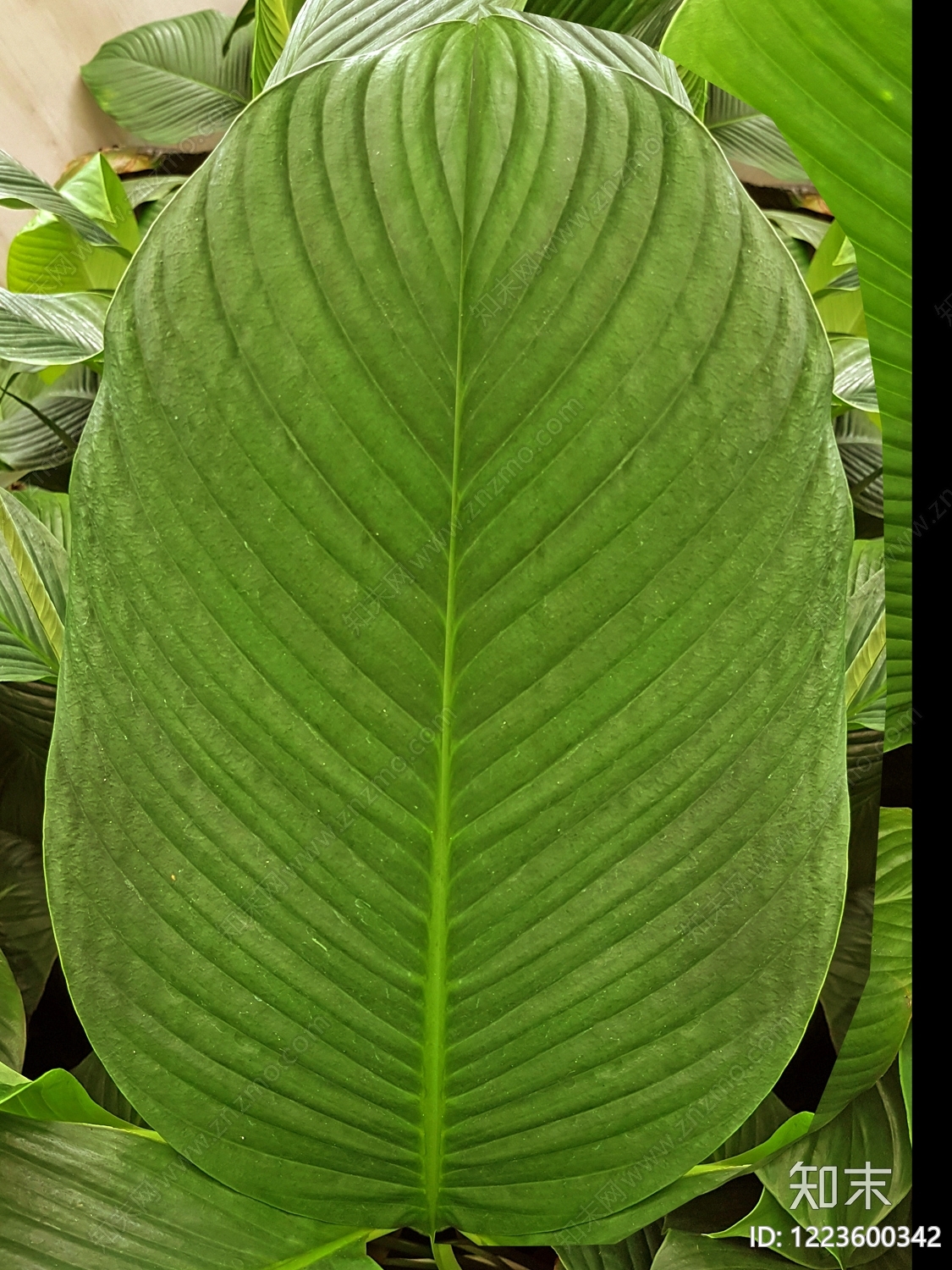 叶片纹理贴图下载【ID:1223600342】