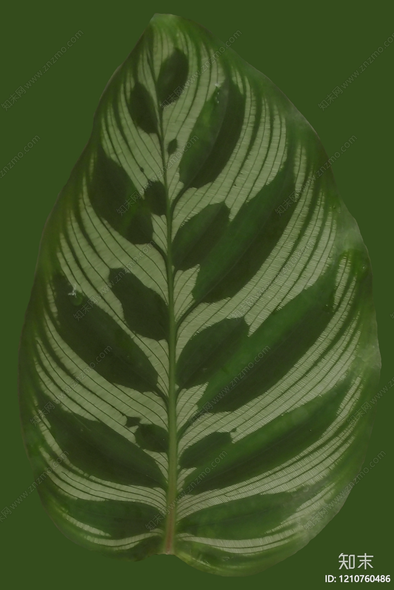 叶片纹理贴图下载【ID:1210760486】