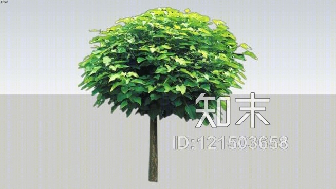 梓树SU模型下载【ID:121503658】
