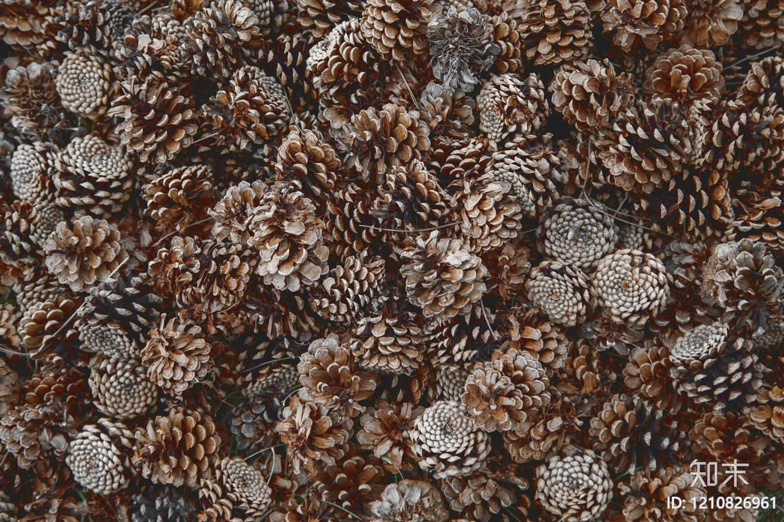 果实纹理贴图下载【ID:1210826961】