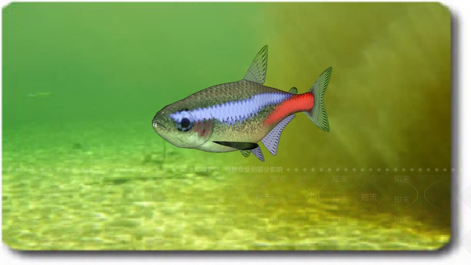 霓虹脂鲤SU模型下载【ID:1161996775】
