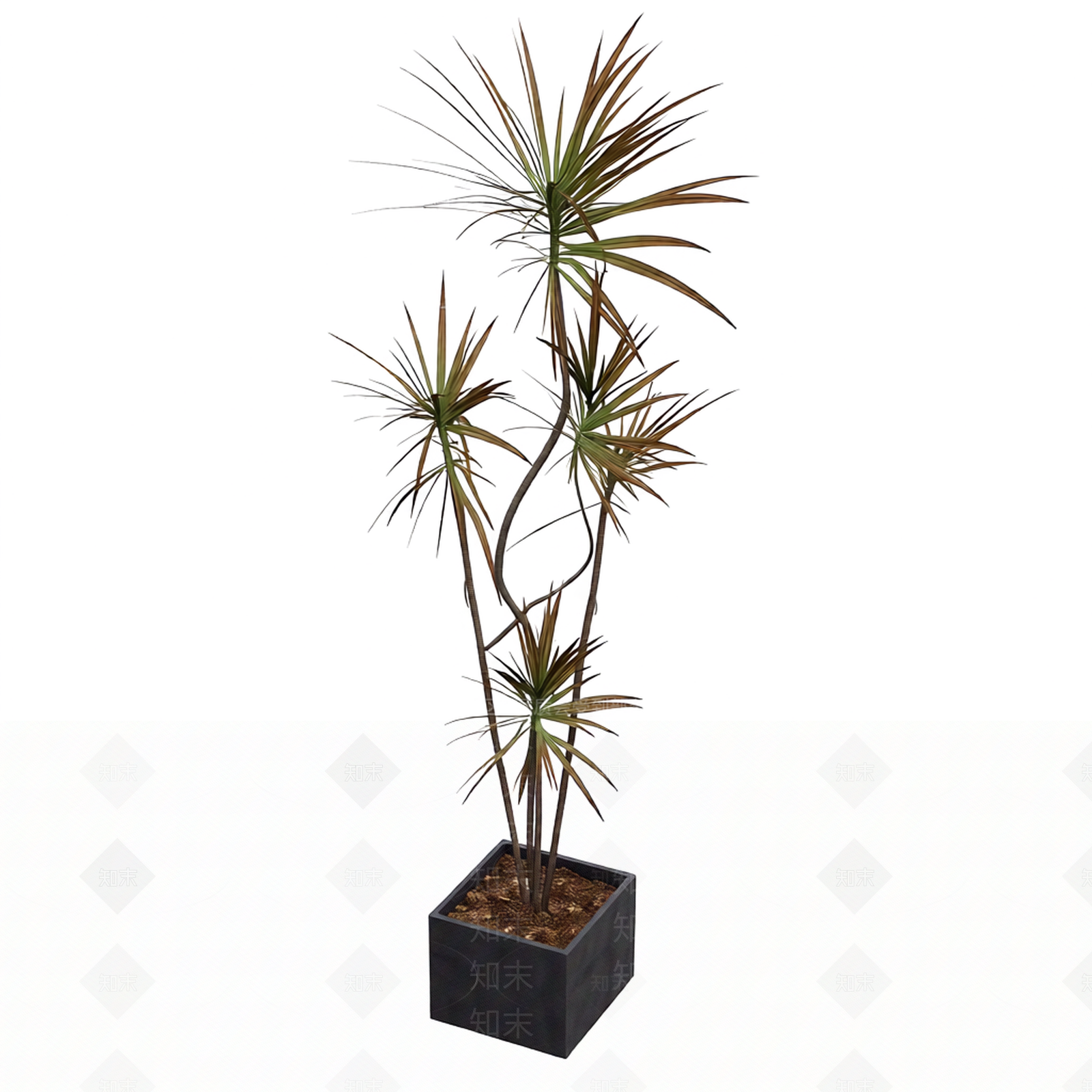 带盆多枝龙血树盆栽3D模型下载【ID:1206185427】