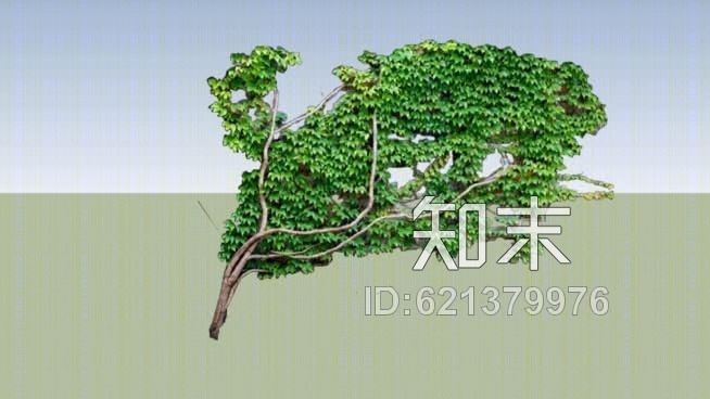 engelmanii爬山虎SU模型下载【ID:621379976】