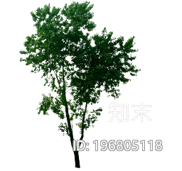 植被贴图下载【ID:10031118】