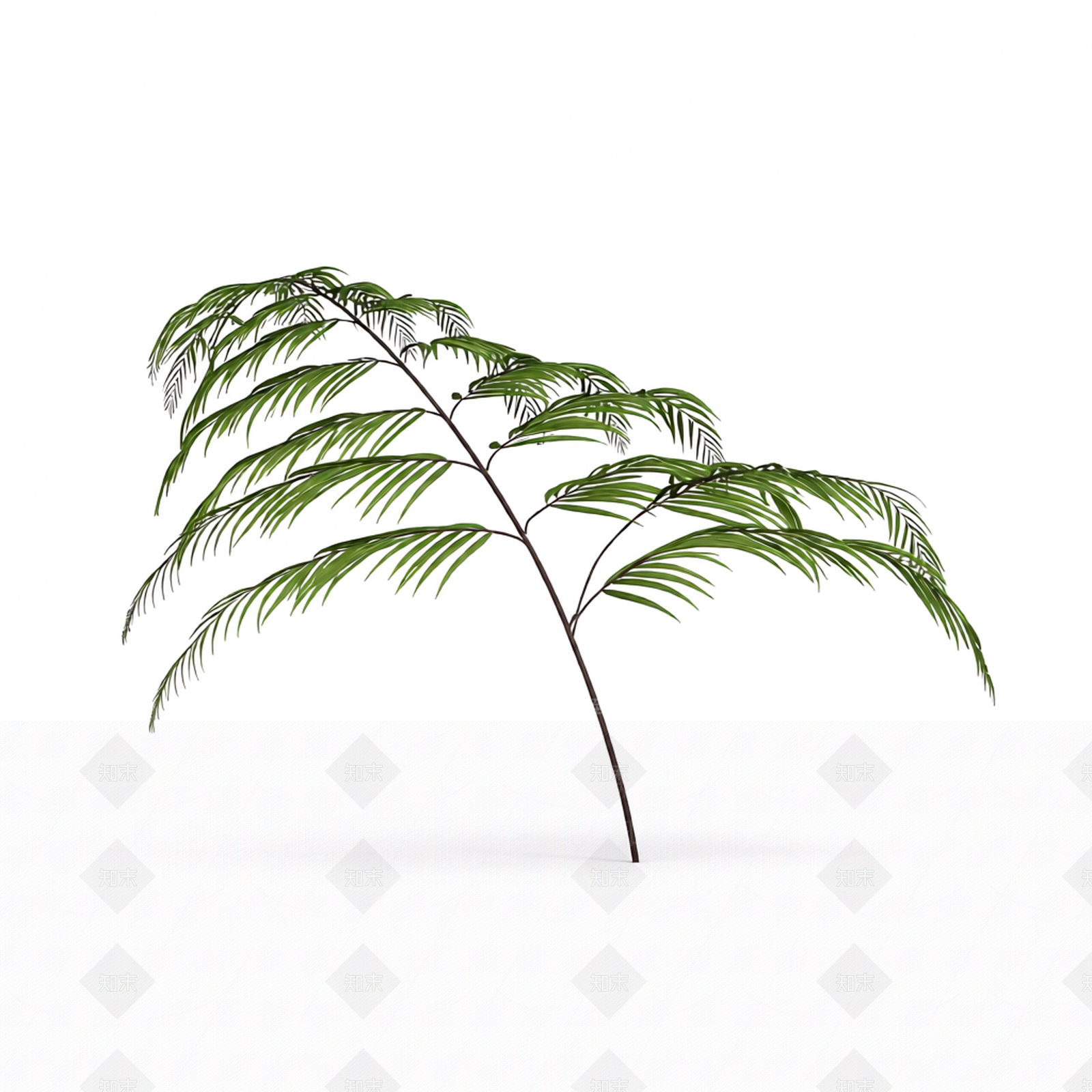 绿色蕨类植物模型3D模型下载【ID:1206182141】