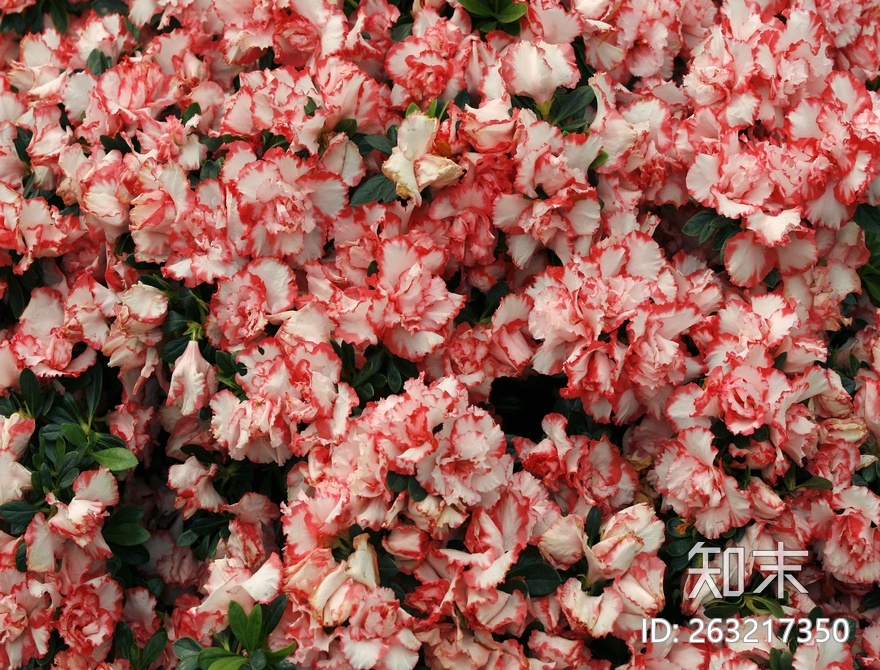 花床贴图下载【ID:263217350】