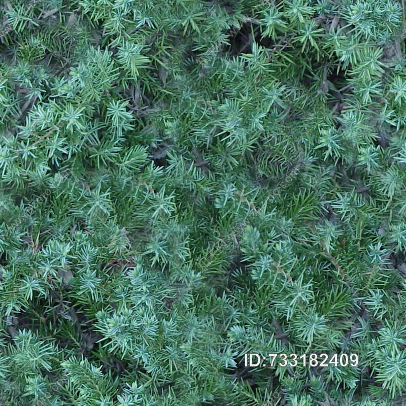 植物贴图下载【ID:733182409】
