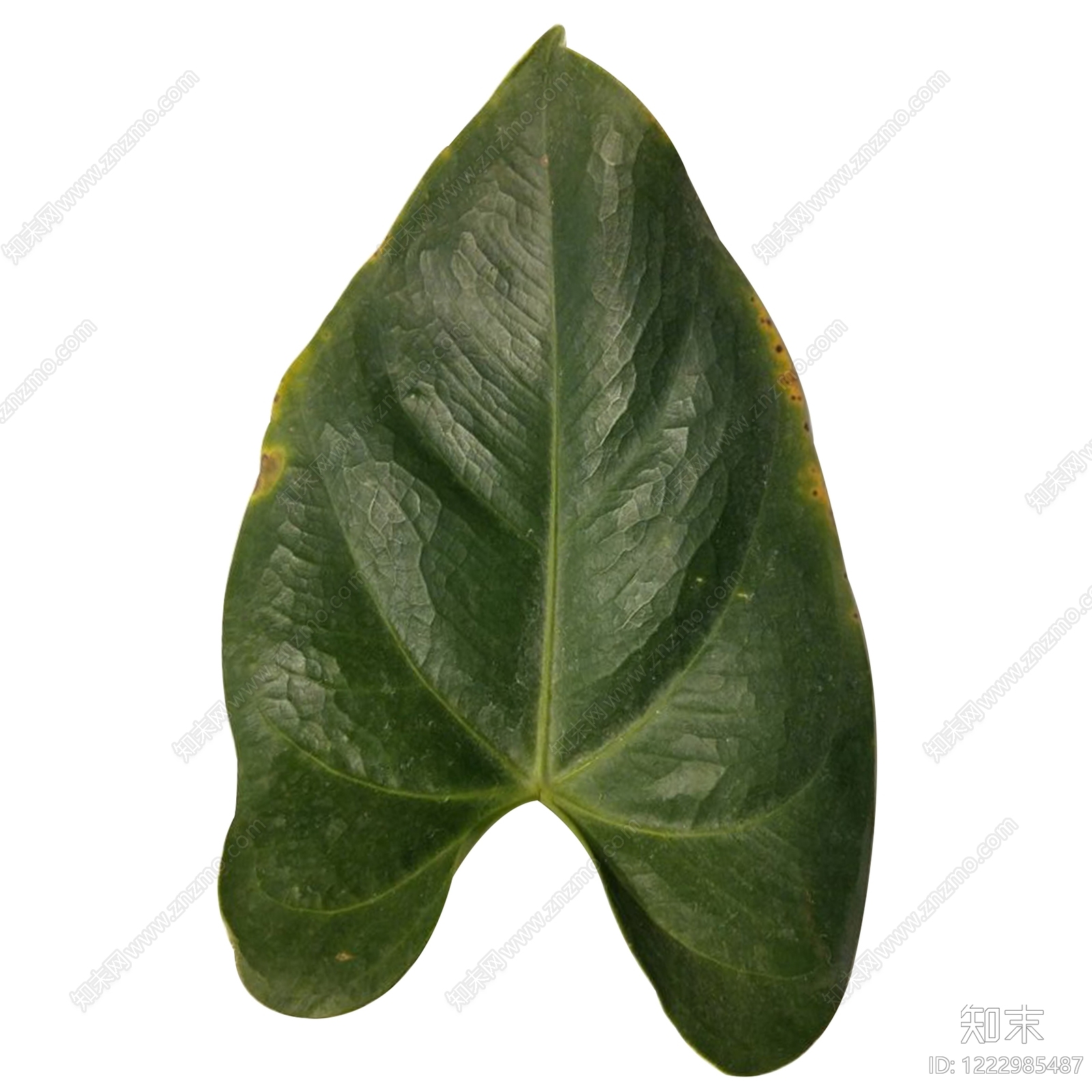 植物壁纸高清贴图材质