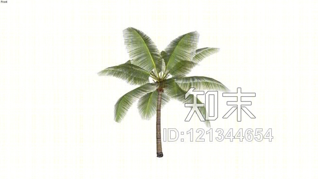 椰子树SU模型下载【ID:121344654】