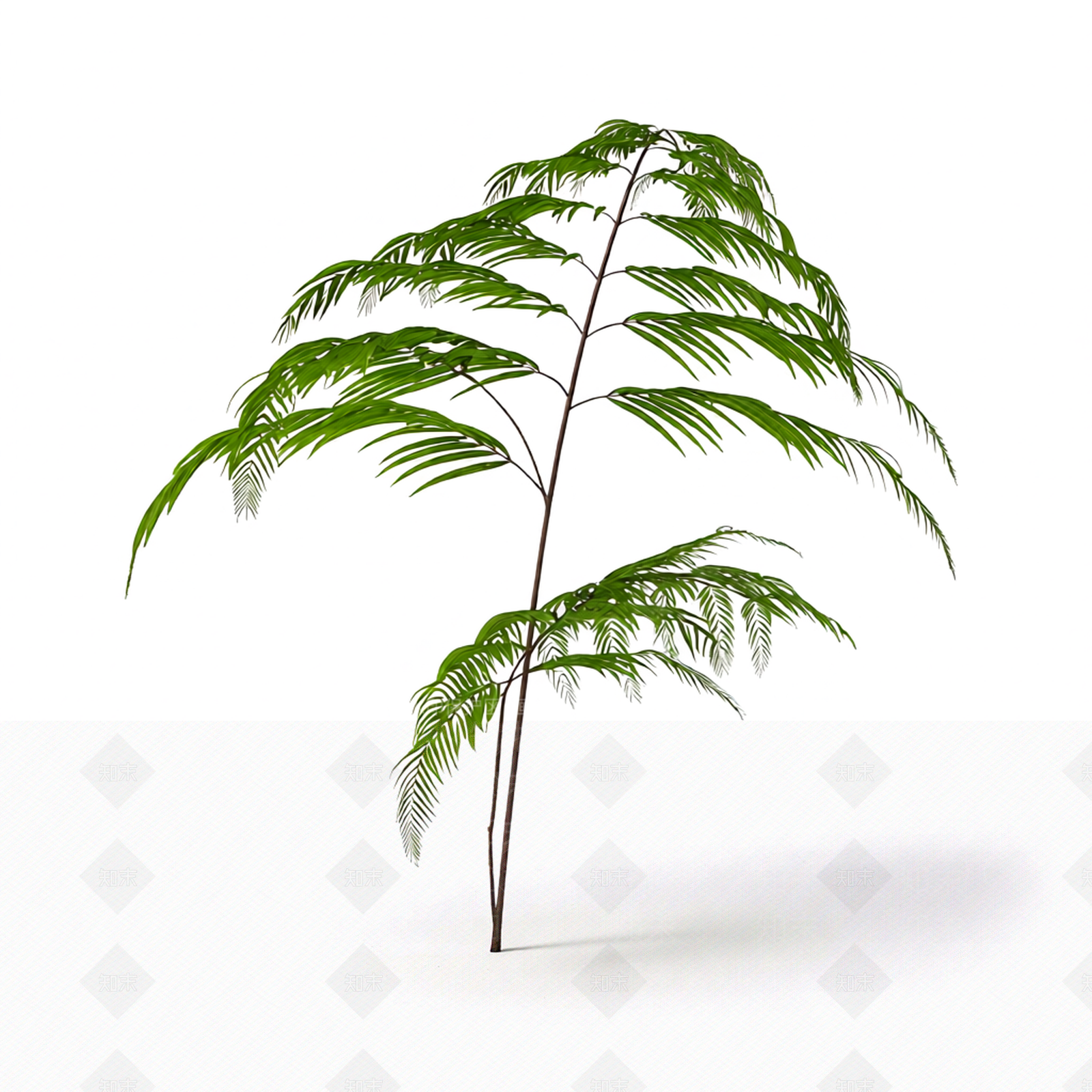 绿色蕨类植物模型3D模型下载【ID:1206188931】