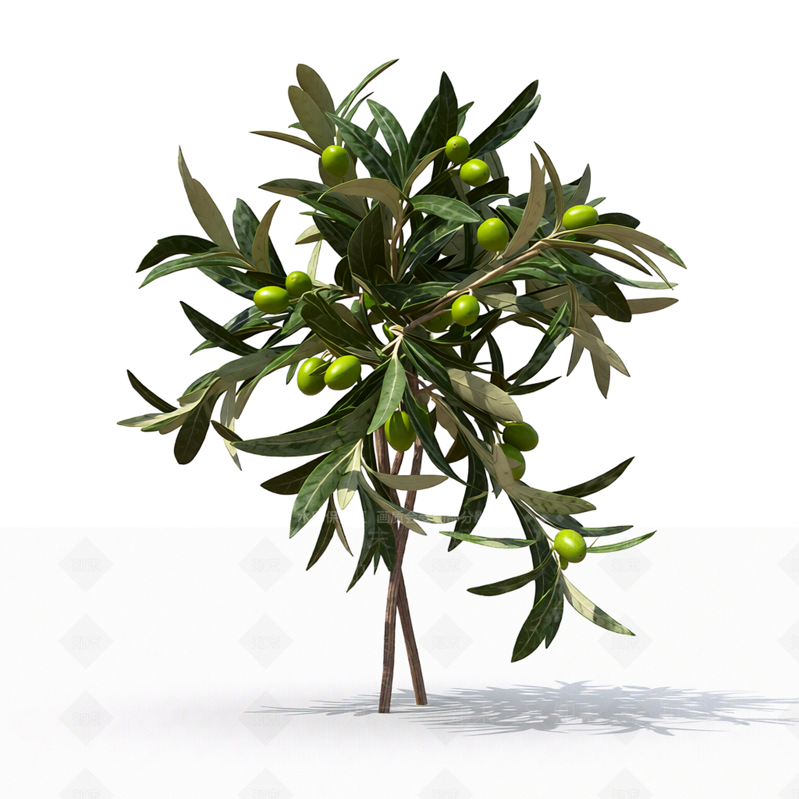 小型橄榄枝植物3D模型下载【ID:1206192994】
