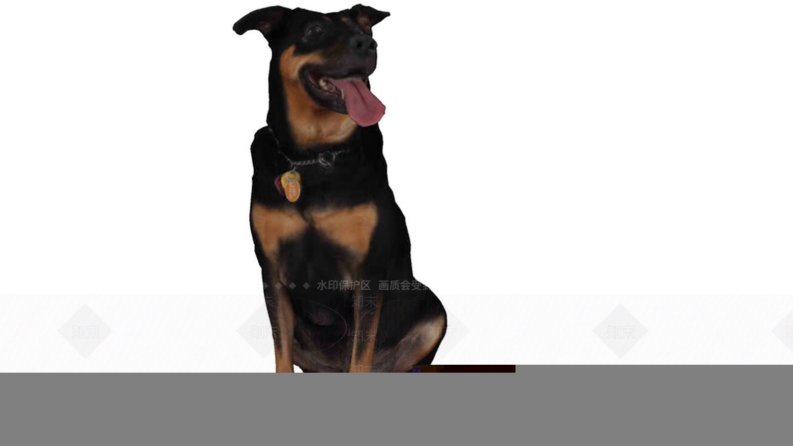 Perro罗威纳犬SU模型下载【ID:1162968504】