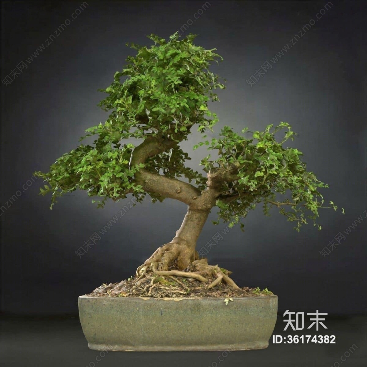 现代绿植盆栽3D模型下载【ID:36174382】