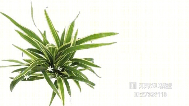 白纹草SU模型下载【ID:27326118】