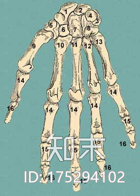 人的手骨3d打印模型下载【ID:175294102】