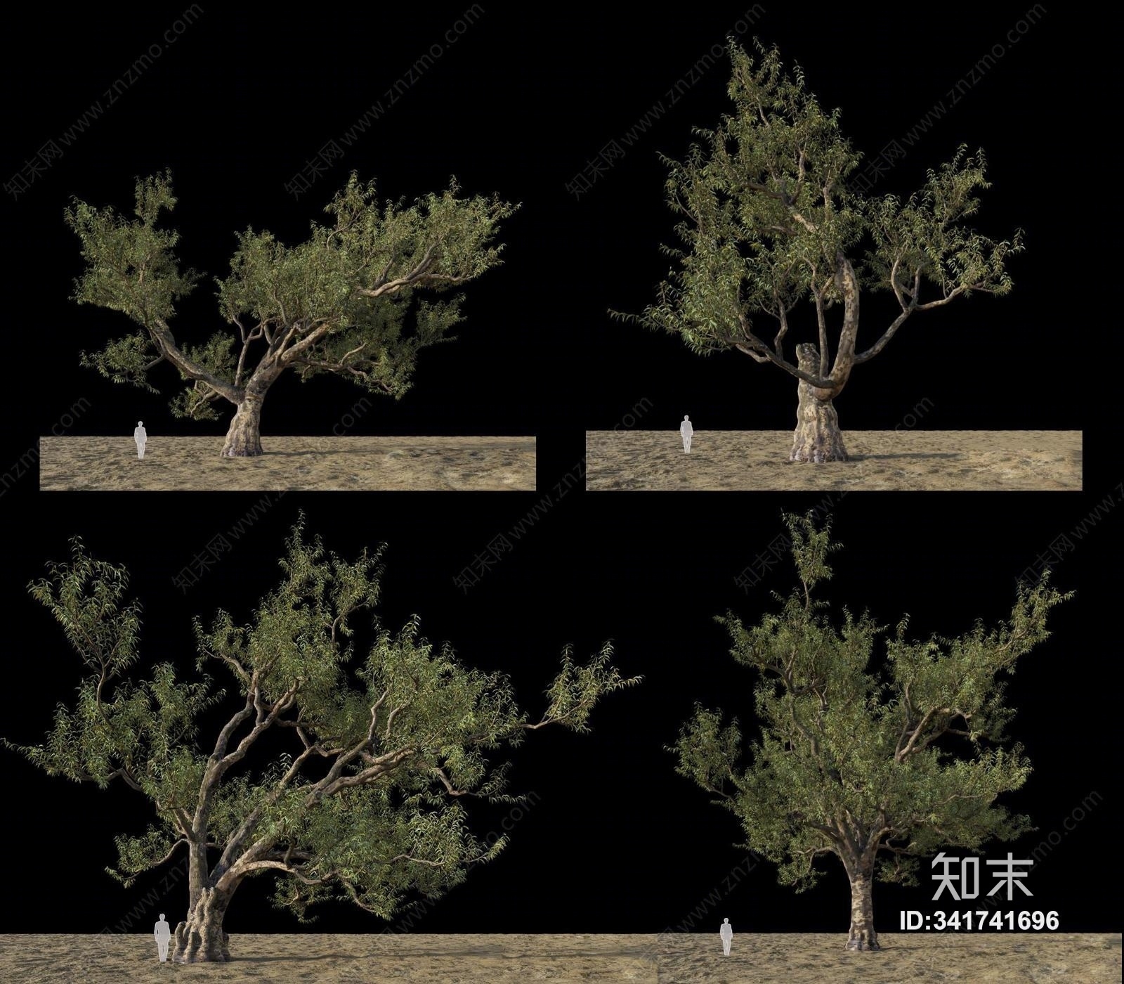 现代澳大利亚桉树3D模型下载【ID:341741696】