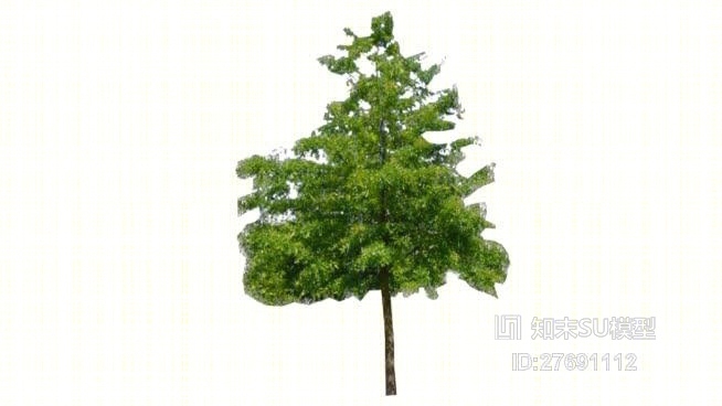 树SU模型下载【ID:27691112】