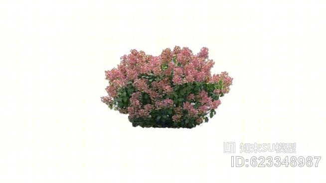 小火火绣球SU模型下载【ID:623348987】