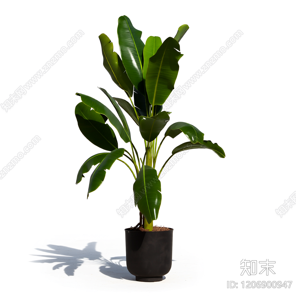 盆栽植物带花盆3D模型下载【ID:1206900947】