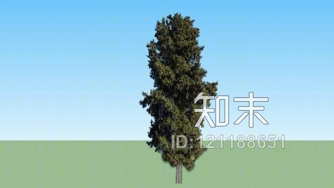 柏树02SU模型下载【ID:121188651】