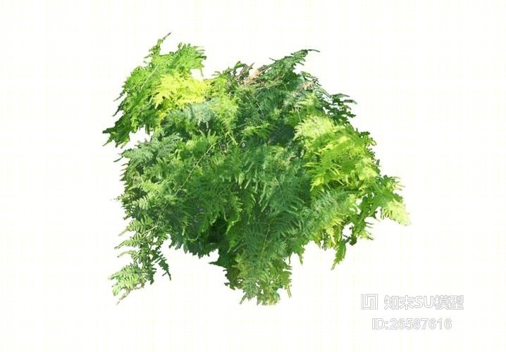 2D灌木SU模型下载【ID:26587616】