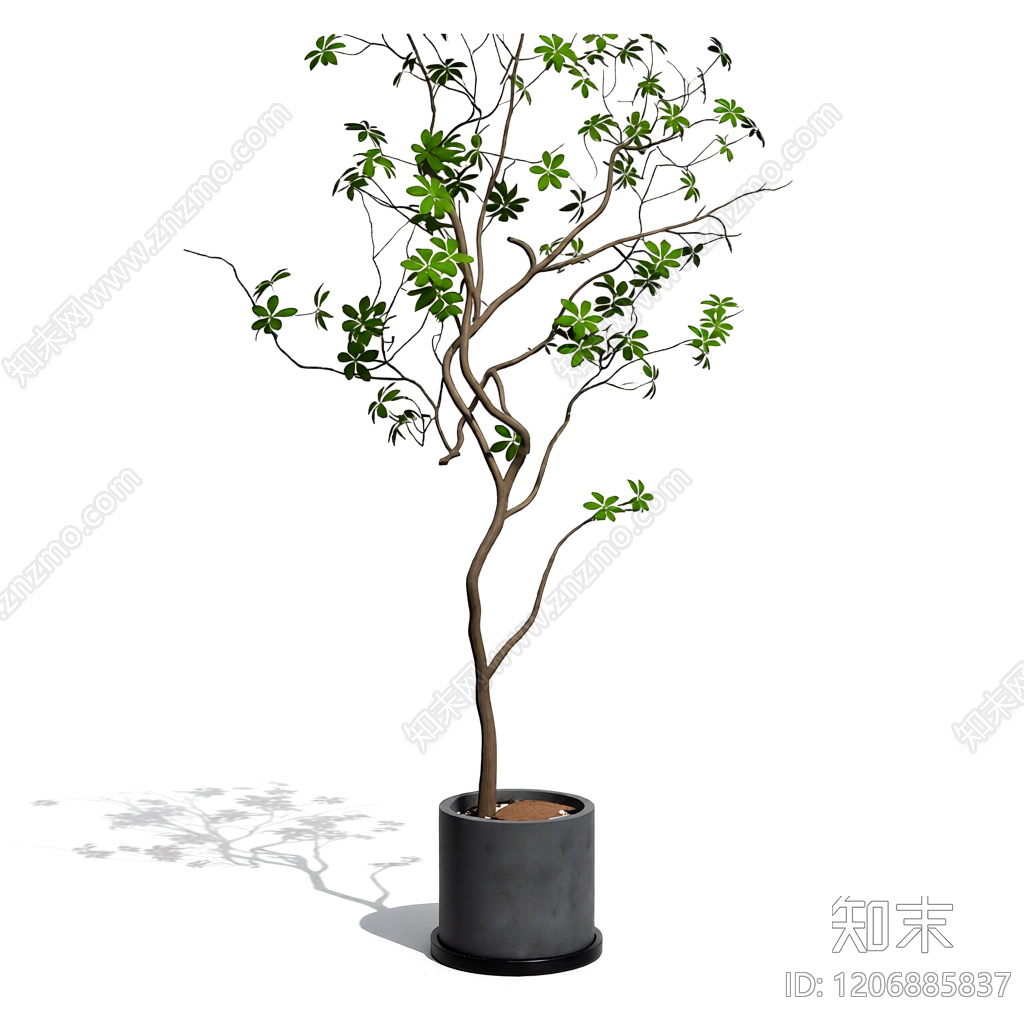 盆栽植物装饰3D模型下载【ID:1206885837】
