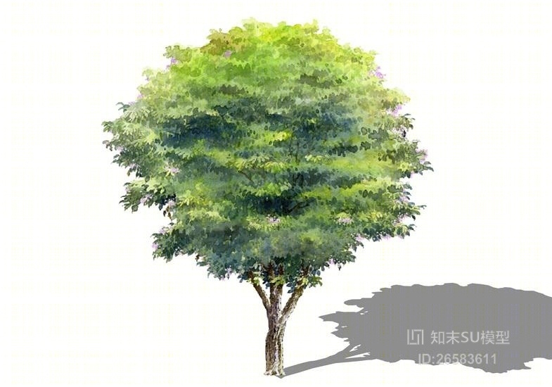2D水彩风格假苹婆SU模型下载【ID:26583611】