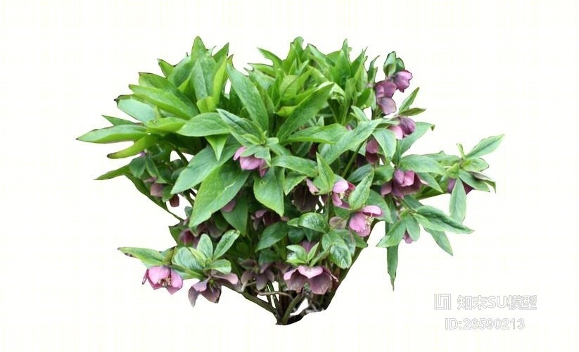 2D地被植物SU模型下载【ID:26590213】