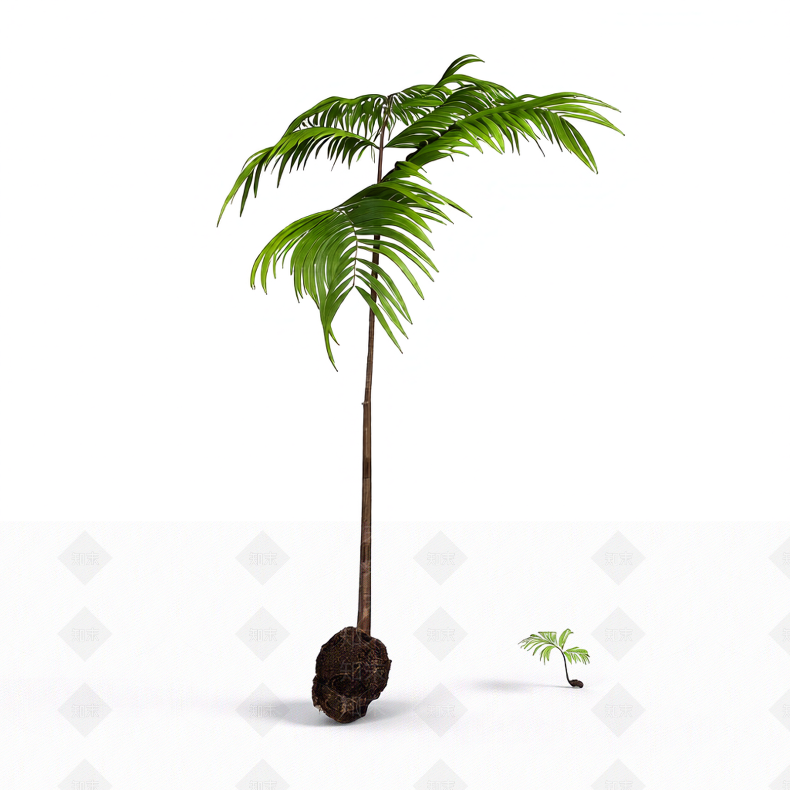 带根装饰蕨类植物3D模型下载【ID:1206202429】