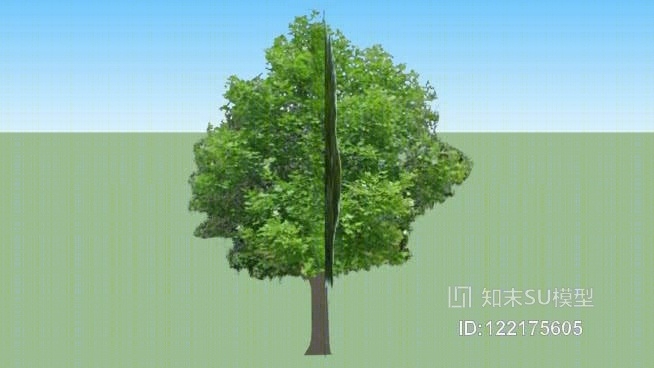 翠柏树SU模型下载【ID:122175605】
